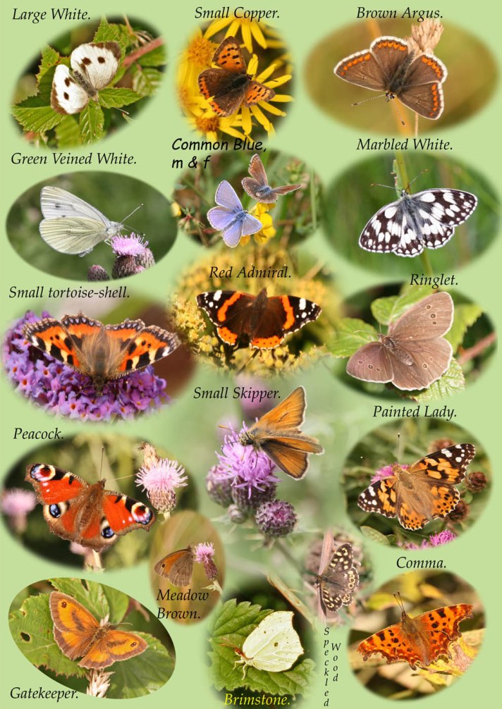 Butterfly ID chart (a)